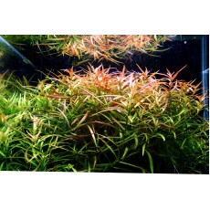 Ludwigia arcuata